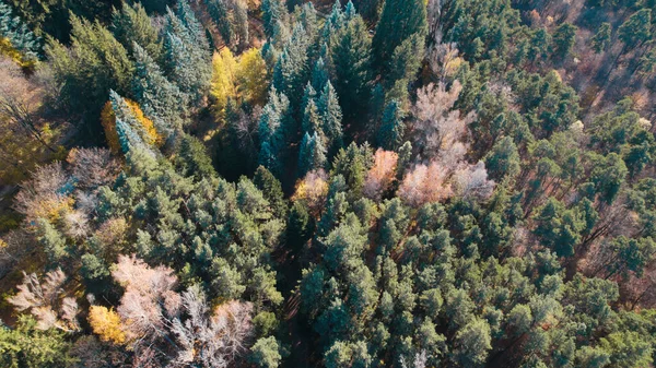 Avrupa 'da güzel renkli yoğun orman