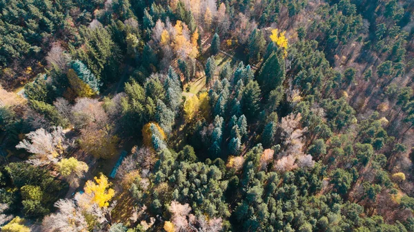 Bella Foresta Densa Colorata Europa — Foto Stock