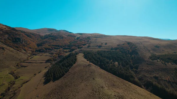 Avrupa 'da güzel renkli yoğun orman