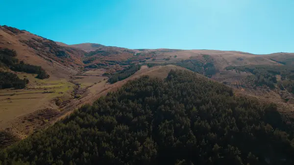 Avrupa 'da güzel renkli yoğun orman