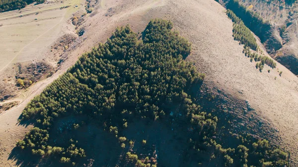Avrupa 'da güzel renkli yoğun orman