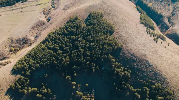 Avrupa 'da güzel renkli yoğun orman