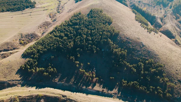 Avrupa 'da güzel renkli yoğun orman