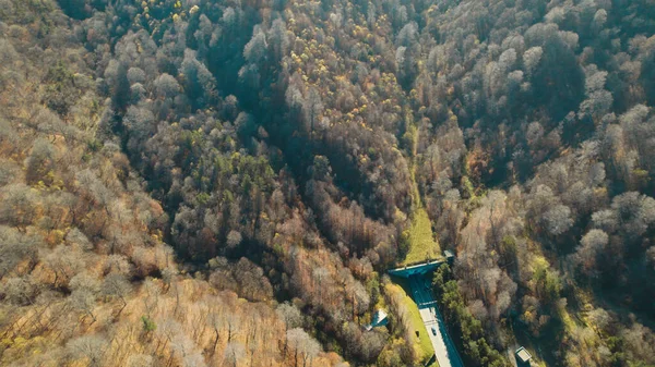 Avrupa 'da güzel renkli yoğun orman