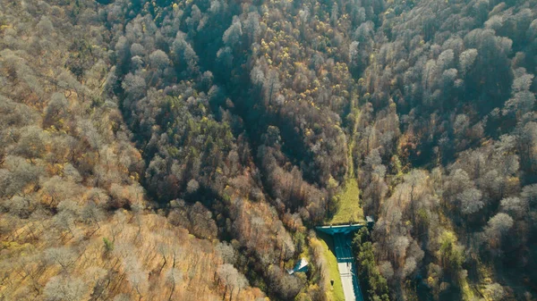 Avrupa 'da güzel renkli yoğun orman