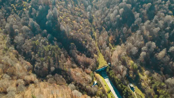 Avrupa 'da güzel renkli yoğun orman