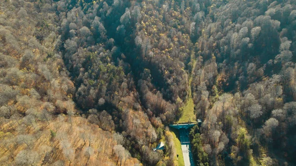 Avrupa 'da güzel renkli yoğun orman