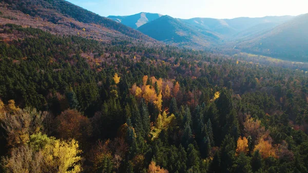 Avrupa 'da güzel renkli yoğun orman