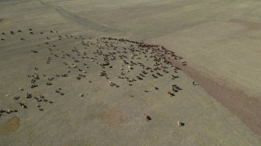 Sığır sürüsü ve otlaktaki koyun sürüsü.