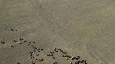 Sığır sürüsü ve otlaktaki koyun sürüsü.