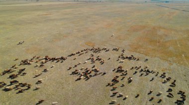 Sığır sürüsü ve otlaktaki koyun sürüsü.