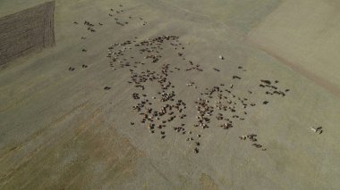 Sığır sürüsü ve otlaktaki koyun sürüsü.