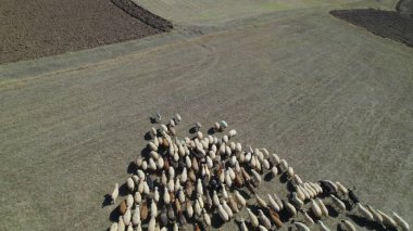 Sığır sürüsü ve otlaktaki koyun sürüsü.