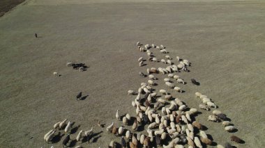 Sığır sürüsü ve otlaktaki koyun sürüsü.