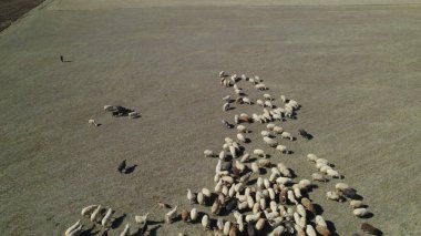 Sığır sürüsü ve otlaktaki koyun sürüsü.