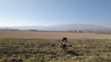 Sığır sürüsü ve otlaktaki koyun sürüsü.