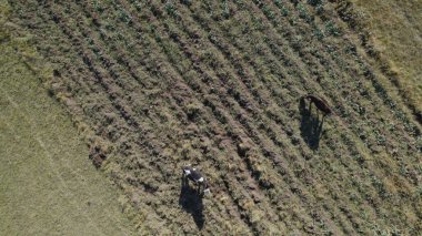 Sığır sürüsü ve otlaktaki koyun sürüsü.