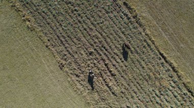 Sığır sürüsü ve otlaktaki koyun sürüsü.