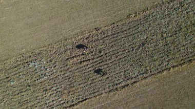 Sığır sürüsü ve otlaktaki koyun sürüsü.