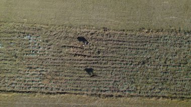 Sığır sürüsü ve otlaktaki koyun sürüsü.