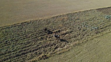 Sığır sürüsü ve otlaktaki koyun sürüsü.