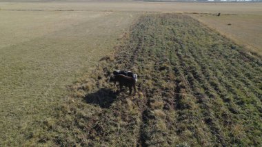 Sığır sürüsü ve otlaktaki koyun sürüsü.