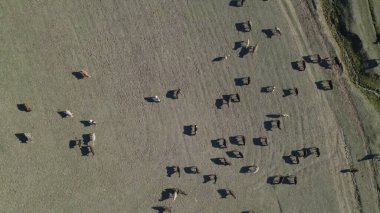 Sığır sürüsü ve otlaktaki koyun sürüsü.