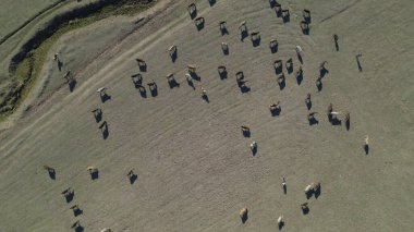 Sığır sürüsü ve otlaktaki koyun sürüsü.