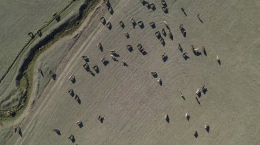 Sığır sürüsü ve otlaktaki koyun sürüsü.