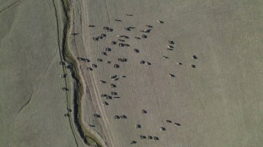 Sığır sürüsü ve otlaktaki koyun sürüsü.