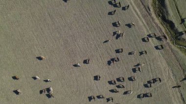 Sığır sürüsü ve otlaktaki koyun sürüsü.