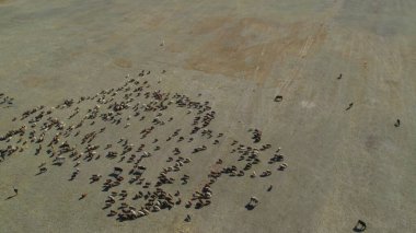 Sığır sürüsü ve otlaktaki koyun sürüsü.