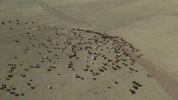 Herd Cows Flock Sheep Pasture — Stock Photo, Image