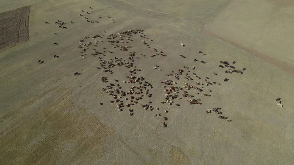 Herd Cows Flock Sheep Pasture — Stock Photo, Image