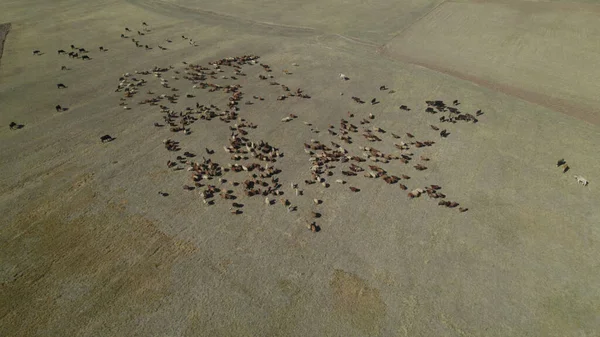 Herd Cows Flock Sheep Pasture — Stock Photo, Image