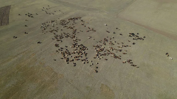 Herd Cows Flock Sheep Pasture — Stock Photo, Image