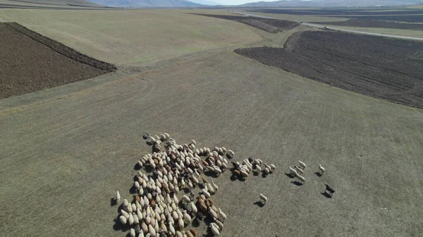 Manada Vacas Rebanho Ovelhas Pasto — Fotografia de Stock