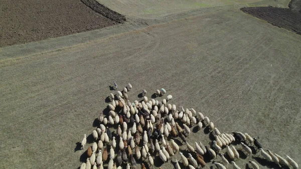 Sığır sürüsü ve otlaktaki koyun sürüsü.
