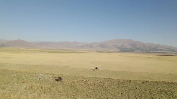 牧场上的一群奶牛和一群羊 — 图库照片