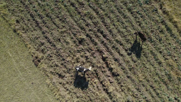 Herd Cows Flock Sheep Pasture — Stock Photo, Image