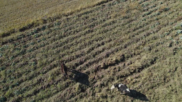 Herd Cows Flock Sheep Pasture — Stock Photo, Image