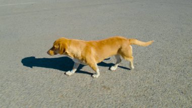 Köyde dolaşan sevimli bir köpek.