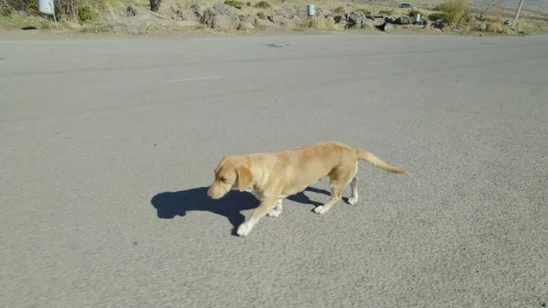 かわいい犬が村を歩く — ストック写真