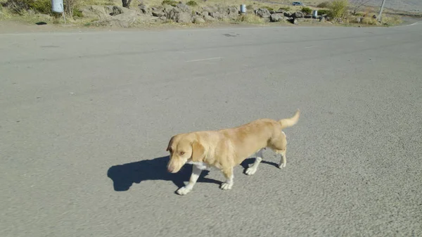 かわいい犬が村を歩く — ストック写真