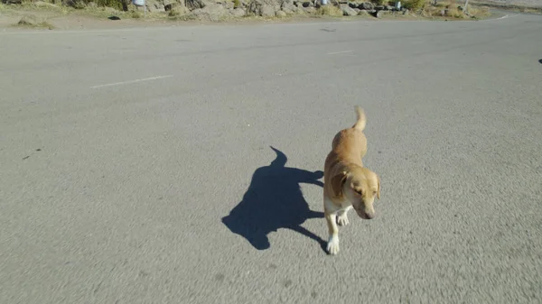 かわいい犬が村を歩く — ストック写真