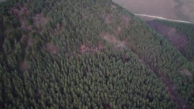 Avrupa 'da güzel renkli yoğun orman