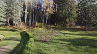 Avrupa 'da güzel renkli yoğun orman