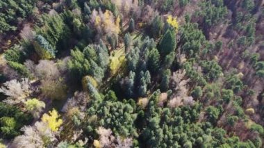 Avrupa 'da güzel renkli yoğun orman