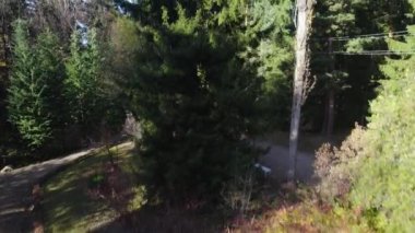 Avrupa 'da güzel renkli yoğun orman