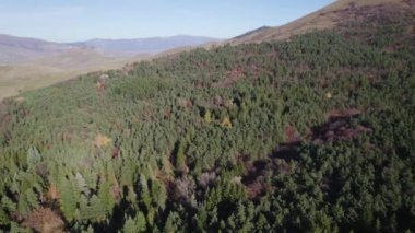 Avrupa 'da güzel renkli yoğun orman